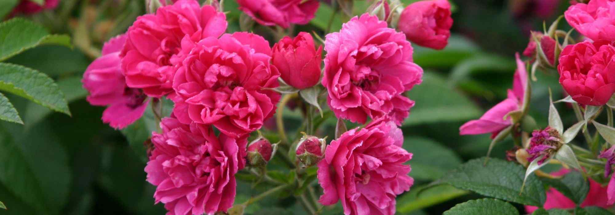 9 roseiras antigas com flores cor-de-rosa