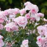 10 roseiras arbustivas com flores cor-de-rosa
