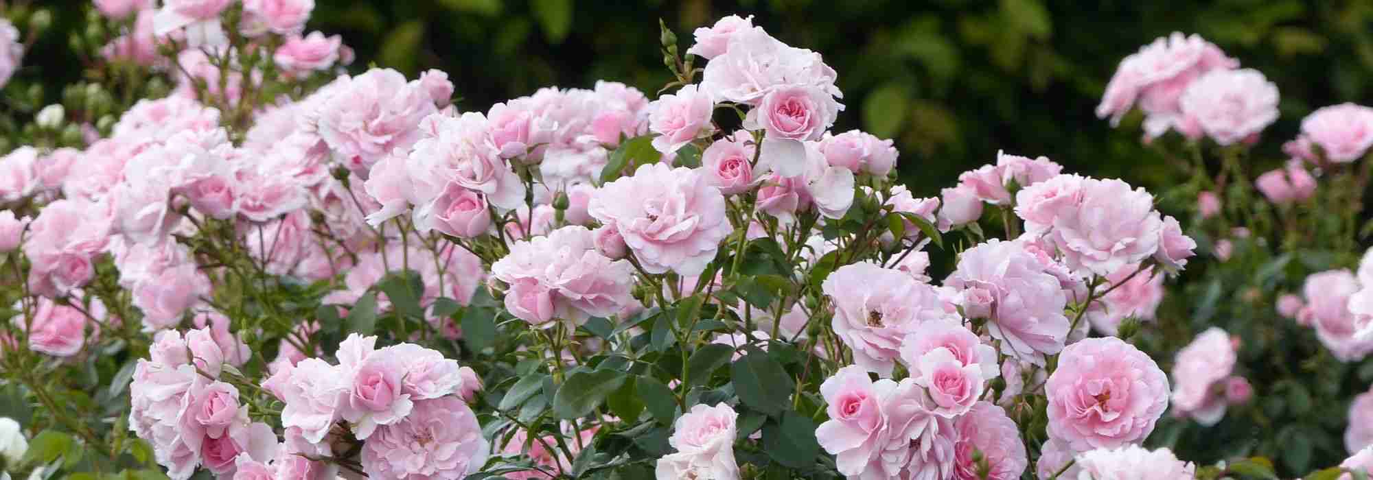 10 roseiras arbustivas com flores cor-de-rosa