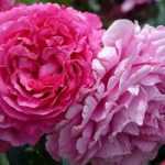 9 roseiras arbustivas de flores grandes cor-de-rosa