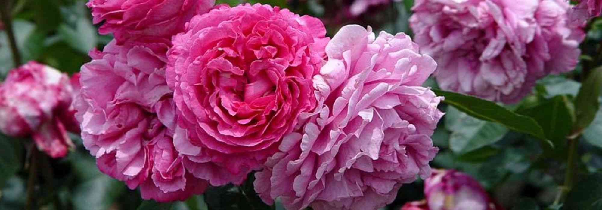 9 roseiras arbustivas de flores grandes cor-de-rosa