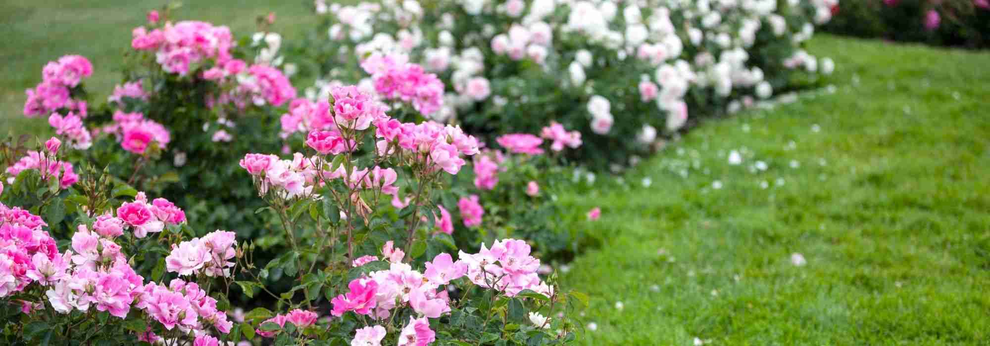 10 roseiras miniatura com flores cor-de-rosa