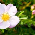 9 roseiras de flores silvestres cor-de-rosa