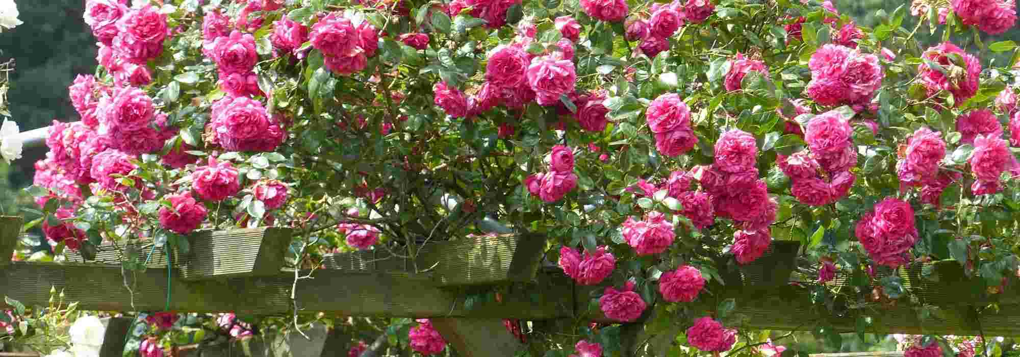 Roseiras trepadeiras: 8 variedades com flores cor-de-rosa