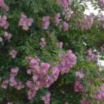 8 roseiras trepadeiras com flores cor-de-rosa