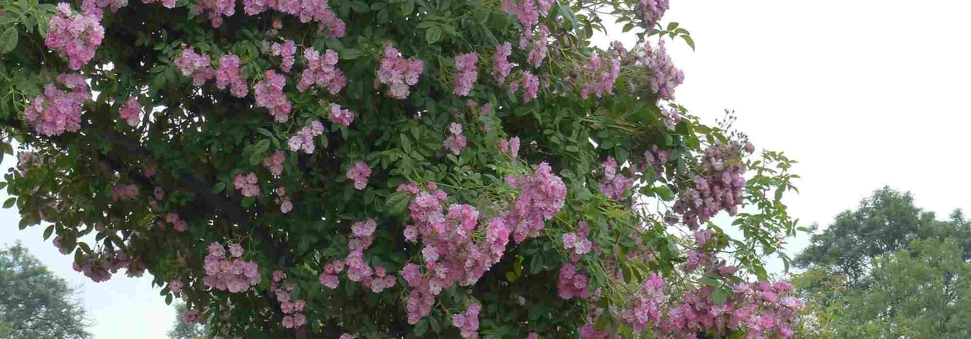 8 roseiras trepadeiras com flores cor-de-rosa