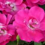 8 roseiras miniatura com flores cor-de-rosa