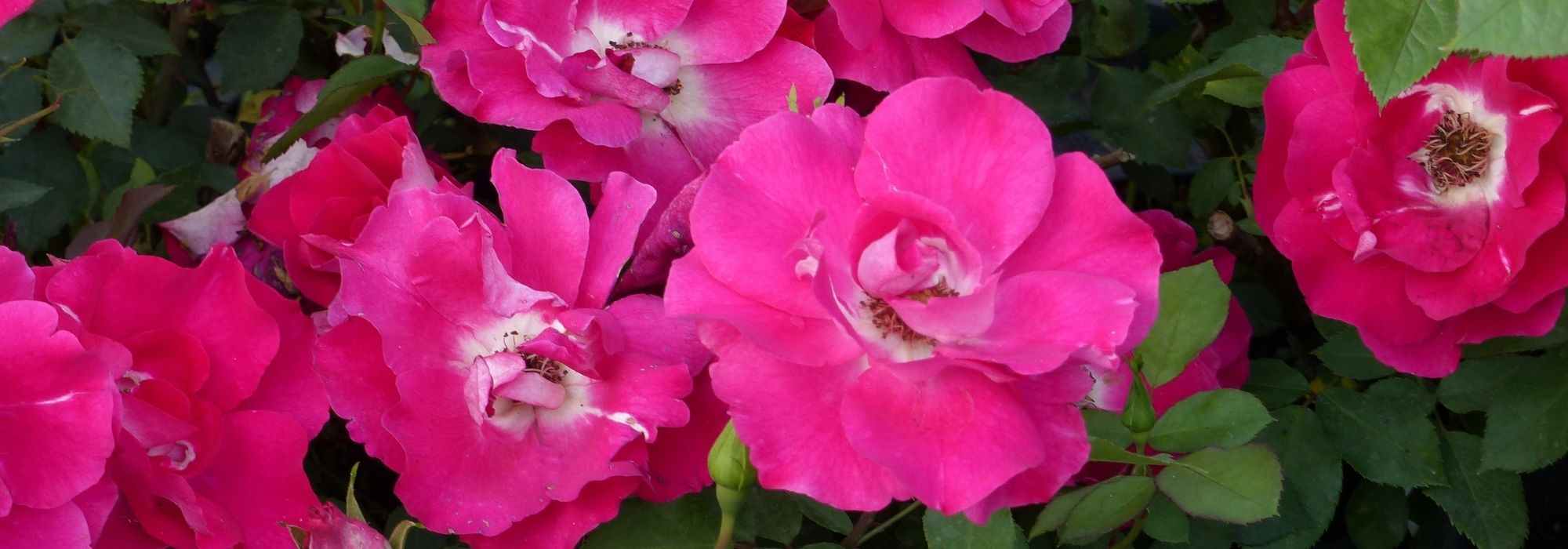 8 roseiras miniatura com flores cor-de-rosa