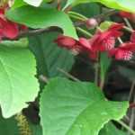 O cultivo do schisandra em vaso