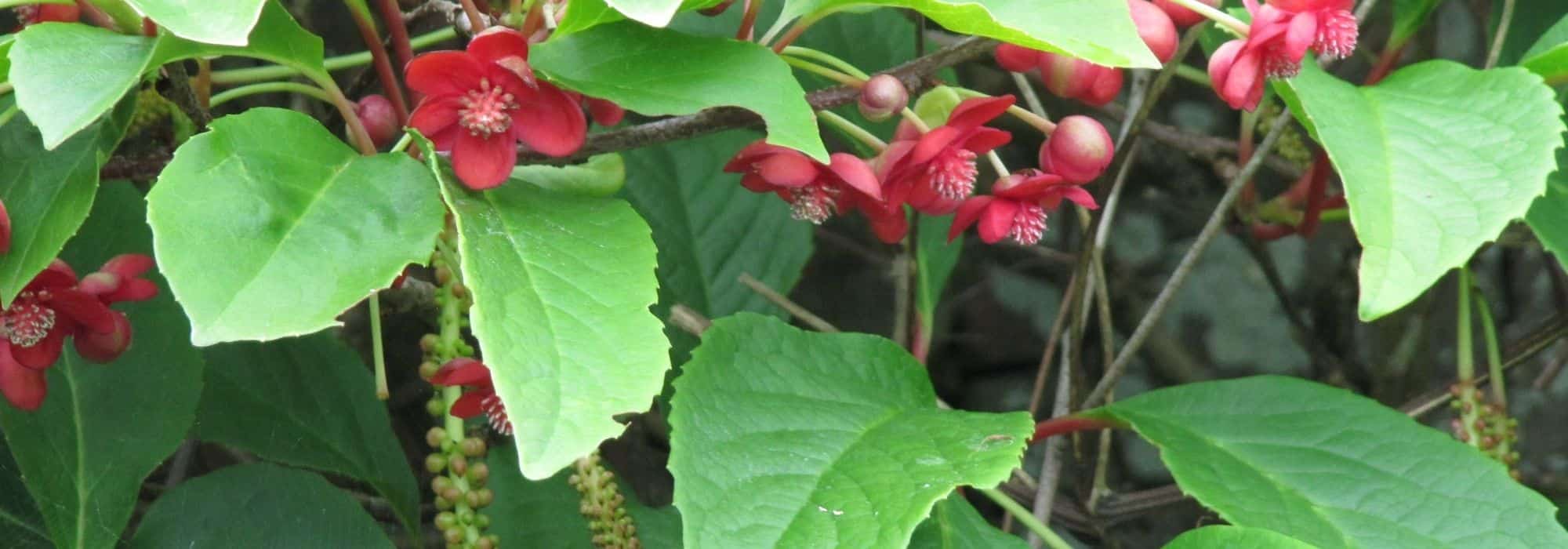 O cultivo do schisandra em vaso