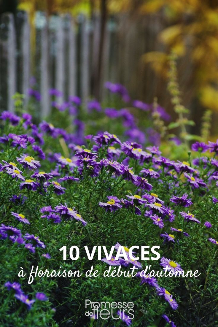 10 plantas perenes com floração no início do outono