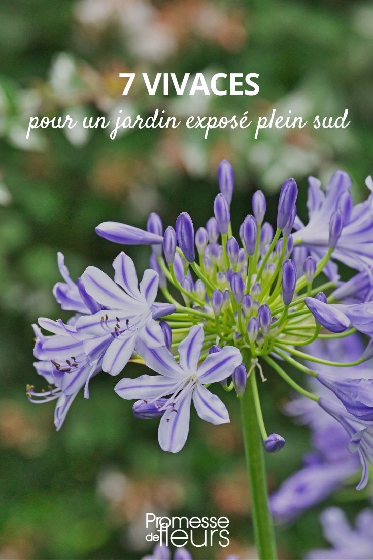 7 plantas perenes para um jardim virado a sul