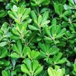7 arbustos de sebe para um jardim virado a sul