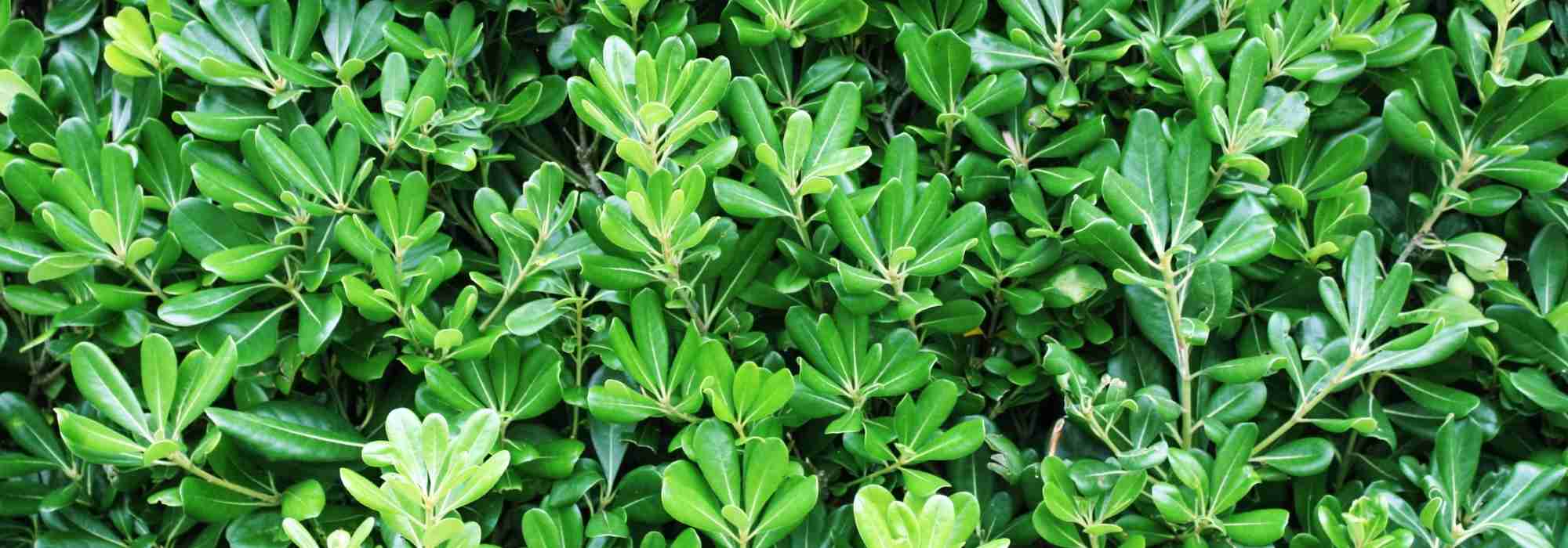 7 arbustos de sebe para um jardim virado a sul