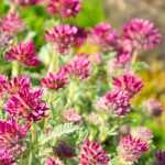Anthyllis: plantar, cultivar e cuidar