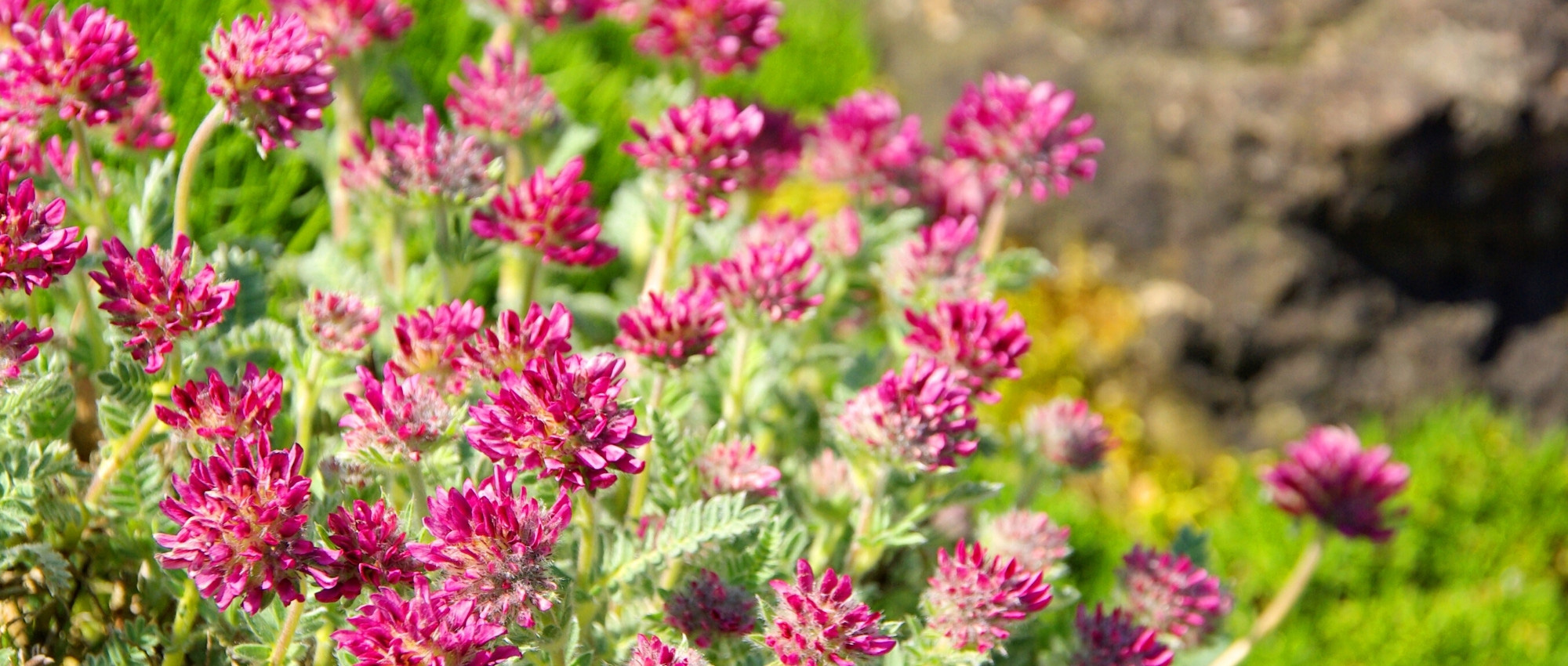 Anthyllis: plantar, cultivar e cuidar
