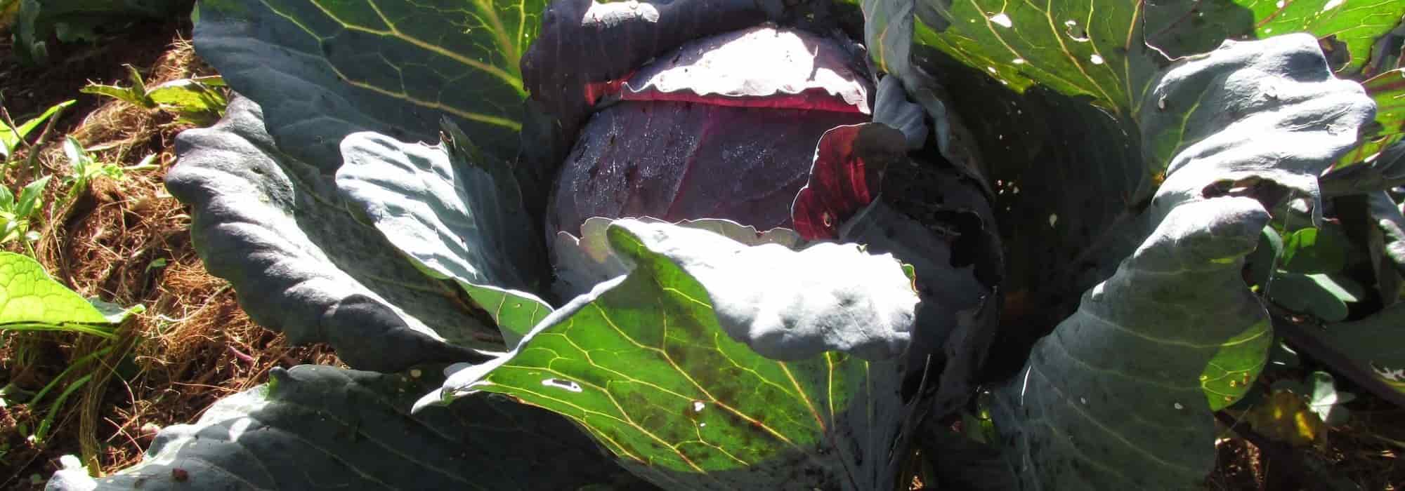 8 couves-repolho ou couves-cabeça para cultivar
