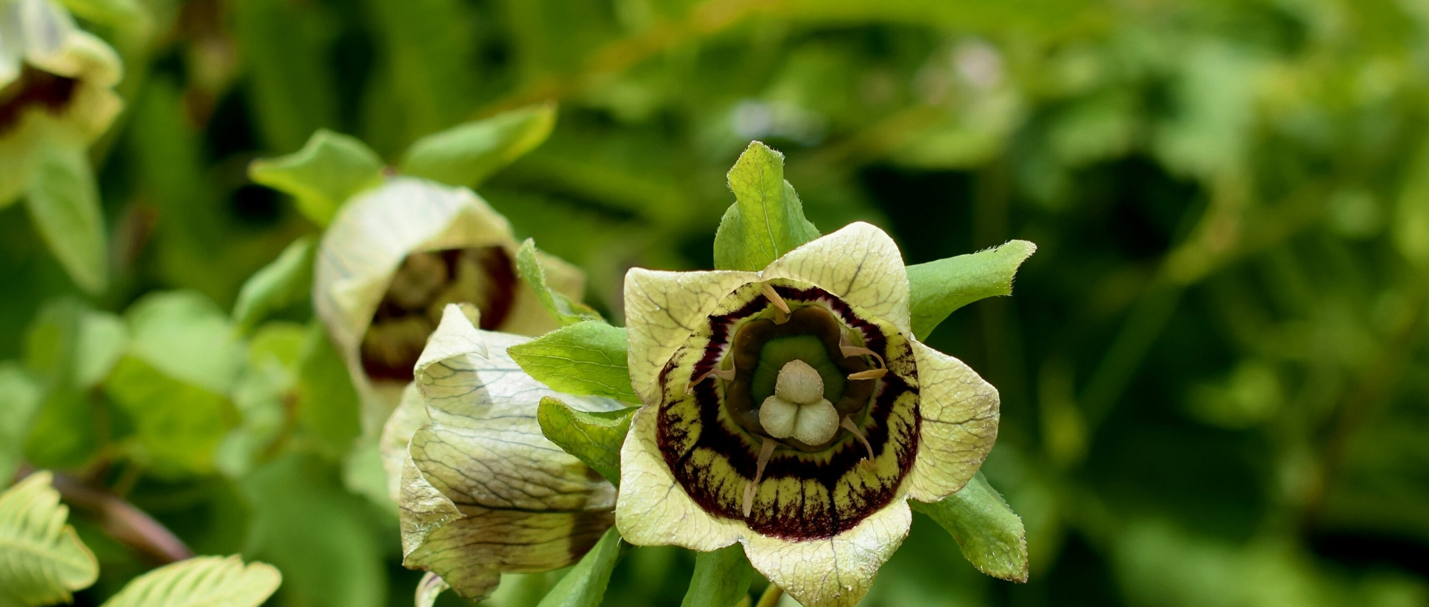Codonopsis: plantar, cultivar e cuidar