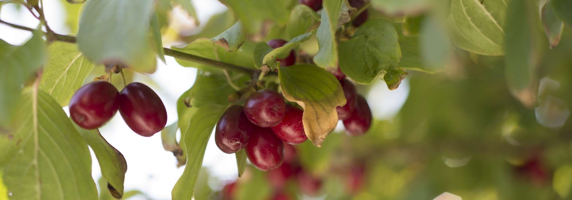 Cultivar a cerejeira-cornalina pelos seus frutos