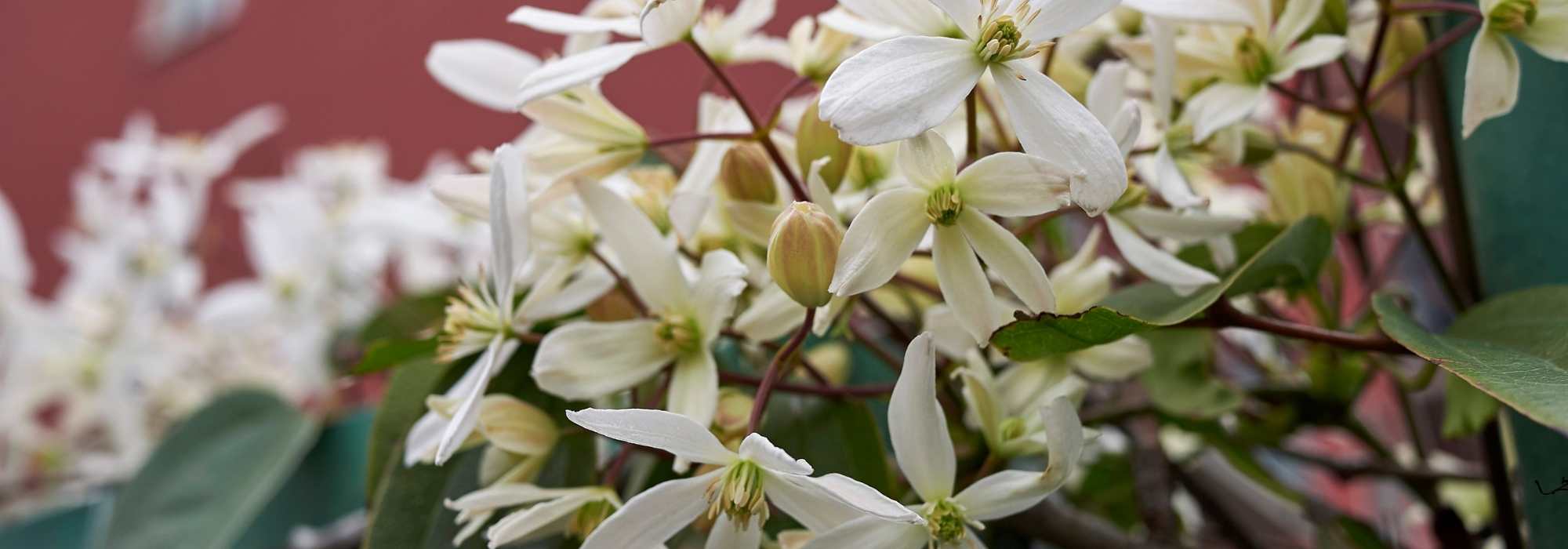 6 trepadeiras de floração invernal