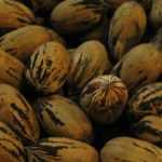 Cultivar uma nogueira-pecã para colher nozes-pecãs