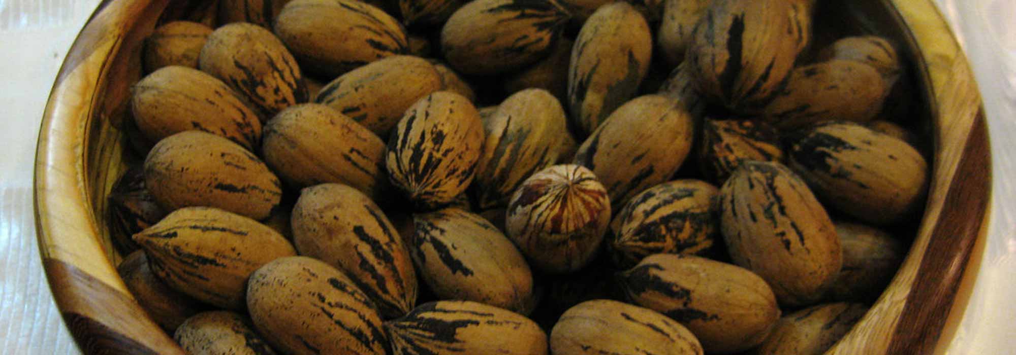 Cultivar uma nogueira-pecã para colher nozes-pecãs