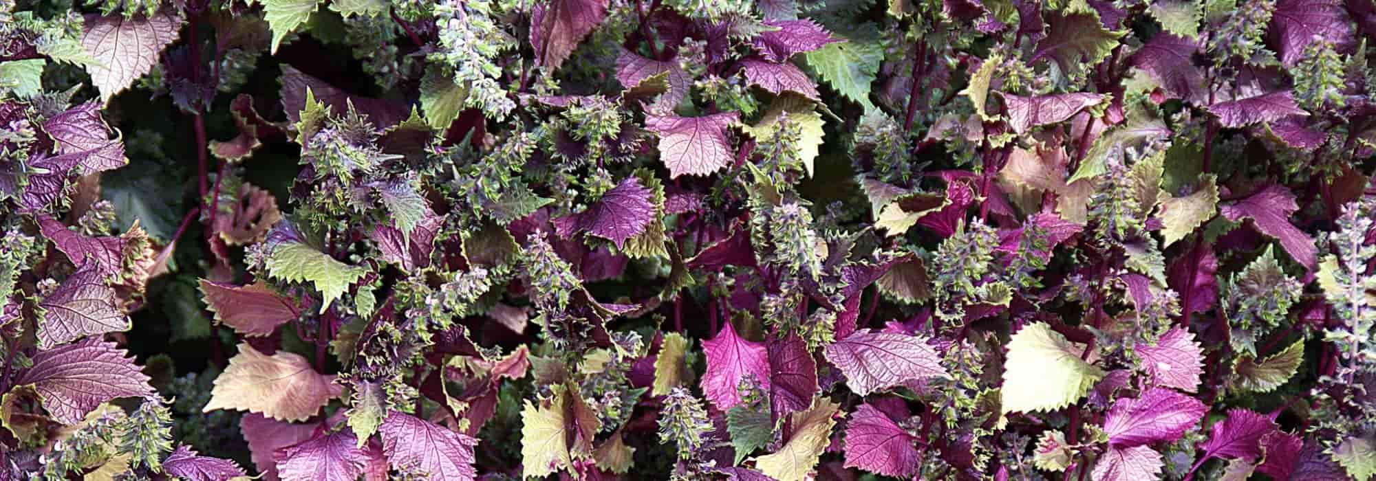 A shiso: semear, cuidar e colher