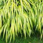 Plantas que demoram a instalar-se