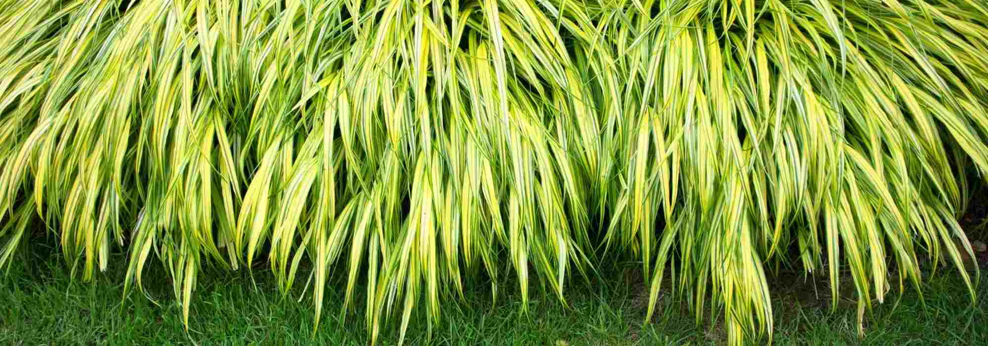 Plantas que demoram a instalar-se