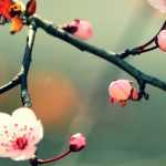 Que plantas escolher para uma varanda zen?