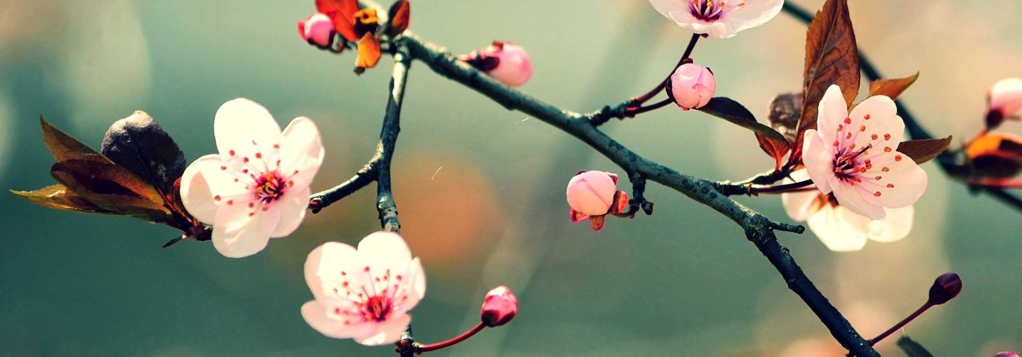 Que plantas escolher para uma varanda zen?