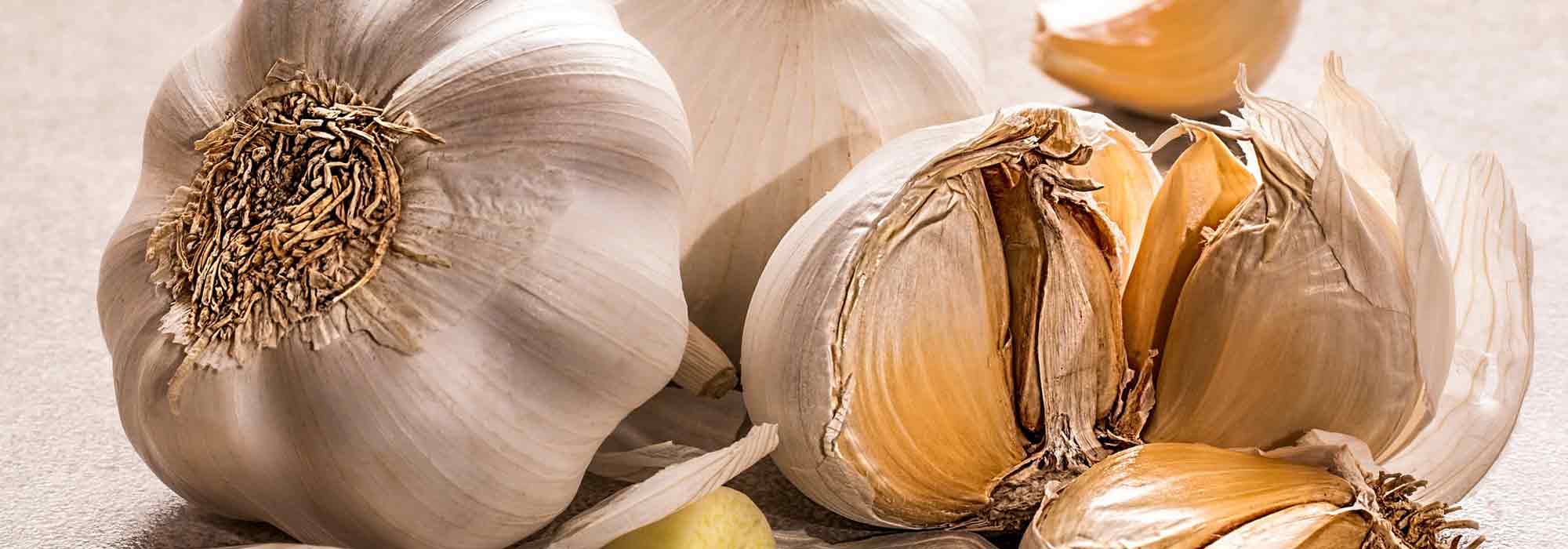 Chorume de alho ou decocção de alho: receita e utilizações no jardim