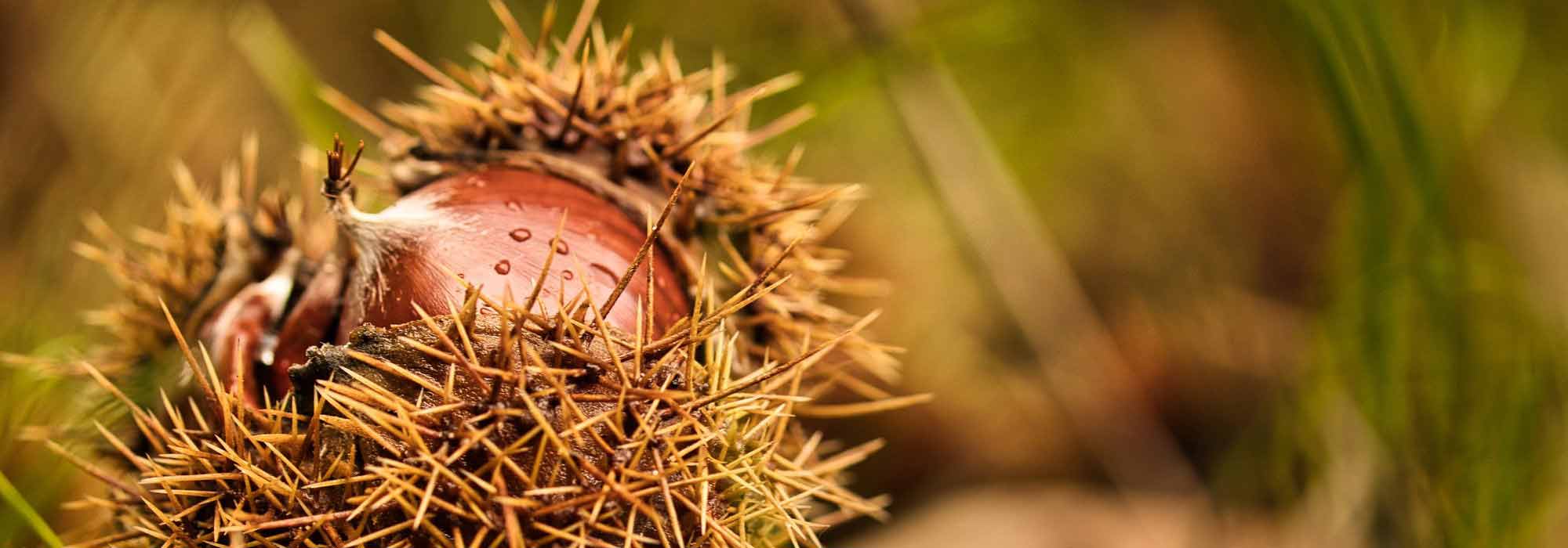 Colher e conservar as castanhas