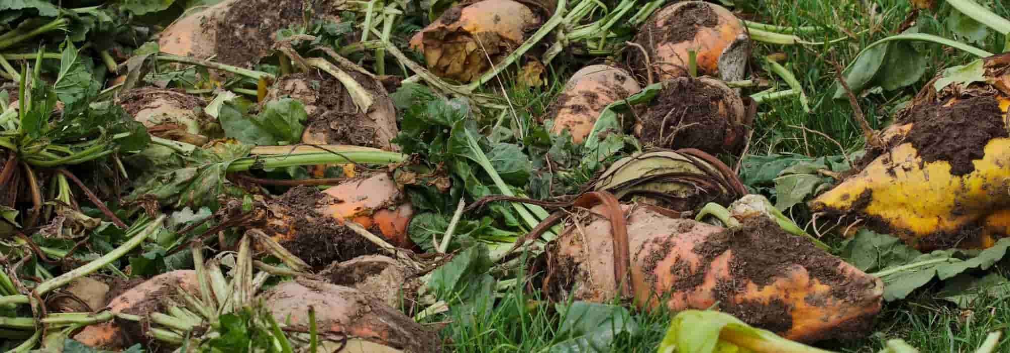 Plantas forrageiras: 5 legumes para os animais