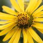 Silphium: plantação e cultivo