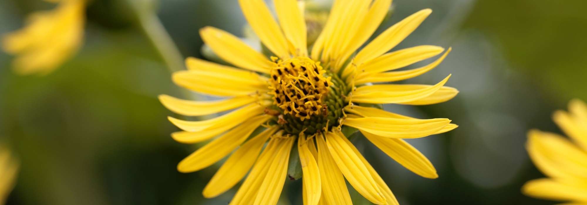 Silphium: plantação e cultivo