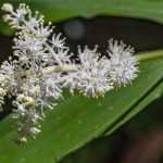 Smilacina: plantação e cuidados