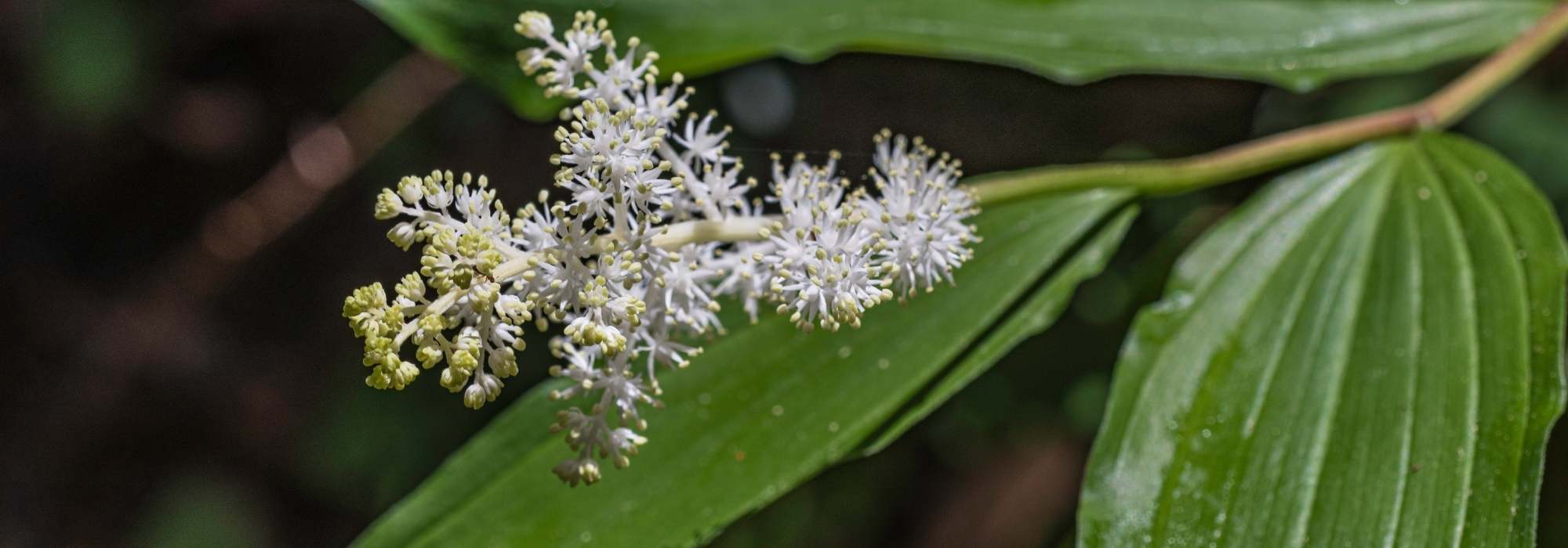 Smilacina: plantação e cuidados