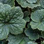 Télima: plantar e cuidar