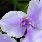 Cultivar uma tradescância-da-Virgínia em vaso