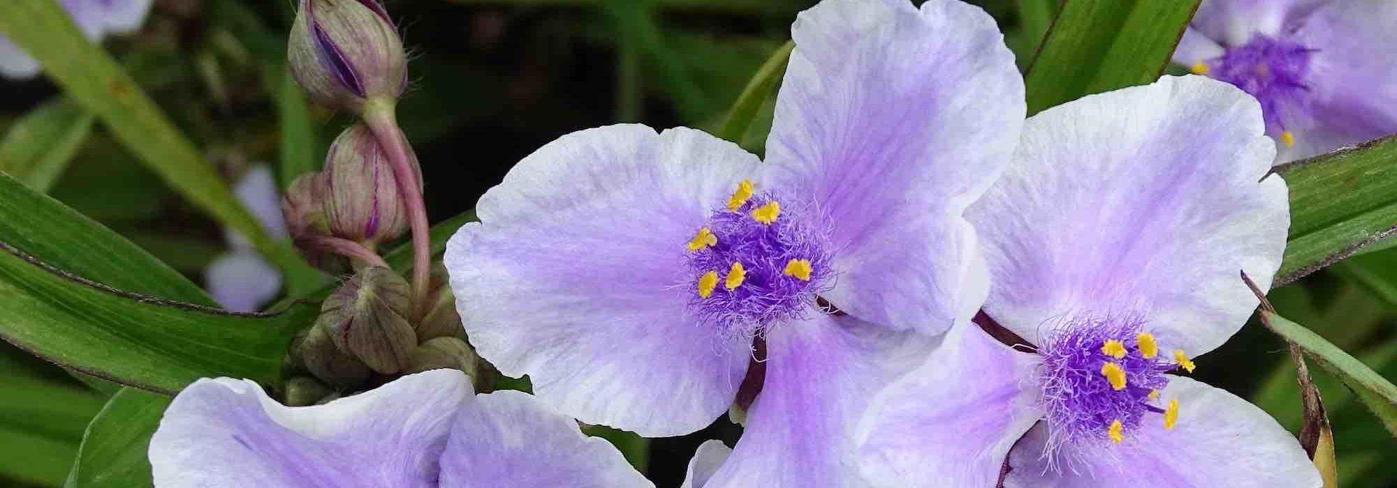 Cultivar uma tradescância-da-Virgínia em vaso