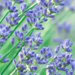 7 plantas perenes para um jardim virado a sul