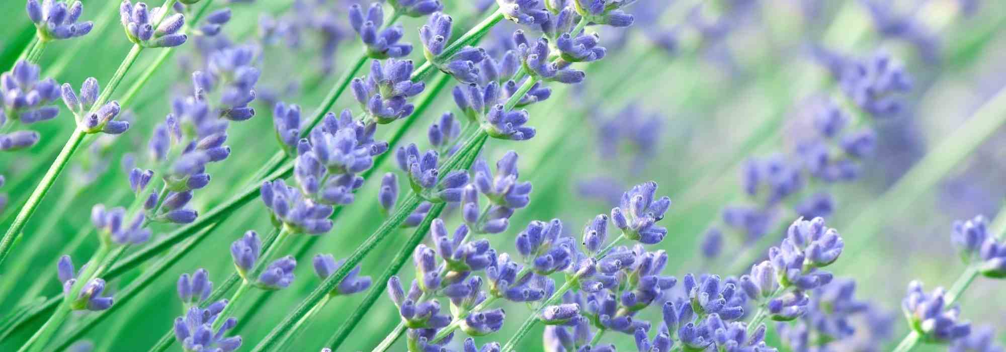 7 plantas perenes para um jardim virado a sul