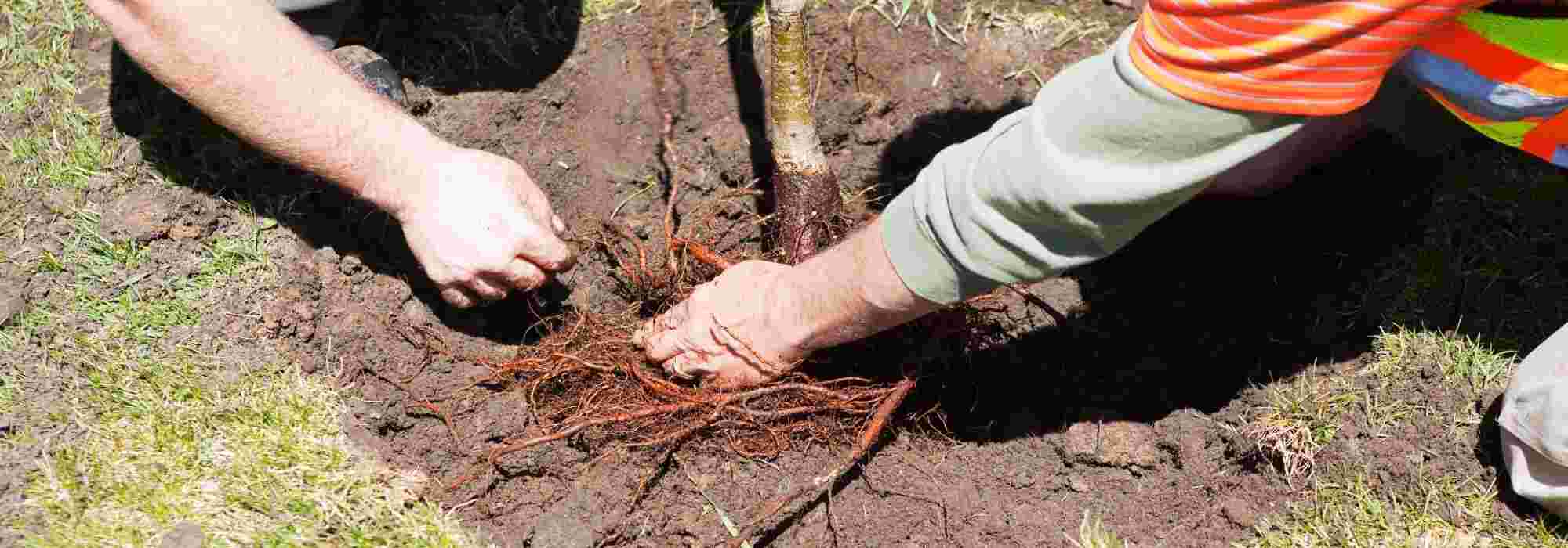 Plantar árvores e arbustos de raízes nuas