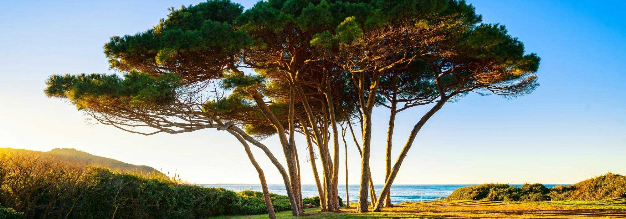 7 árvores para jardins junto ao mar