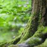 5 árvores para um jardim virado a Norte