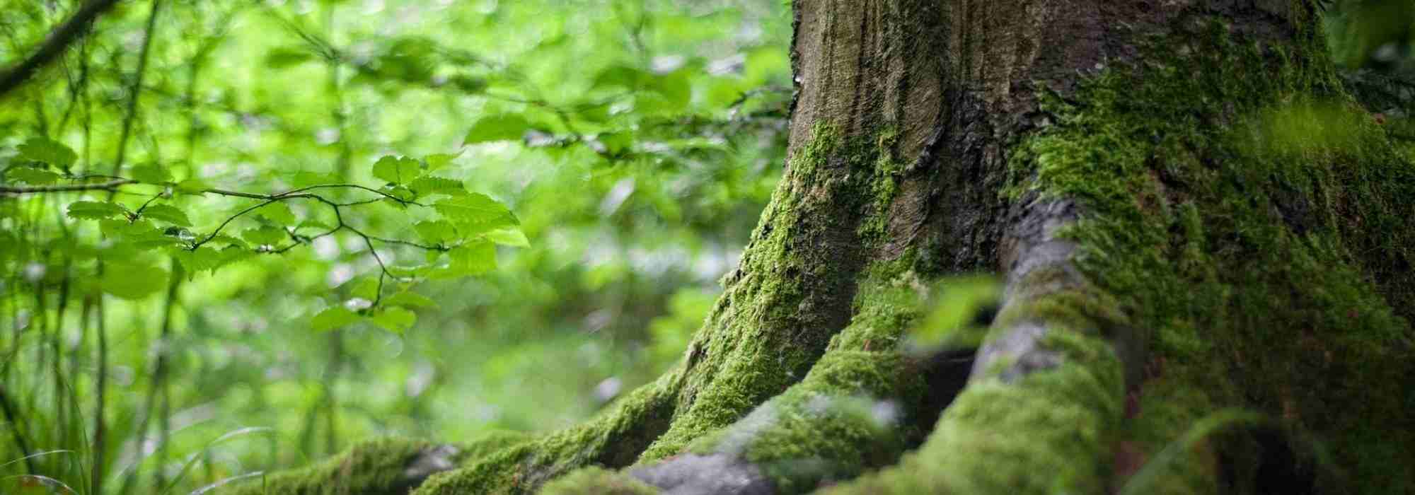 5 árvores para um jardim virado a Norte