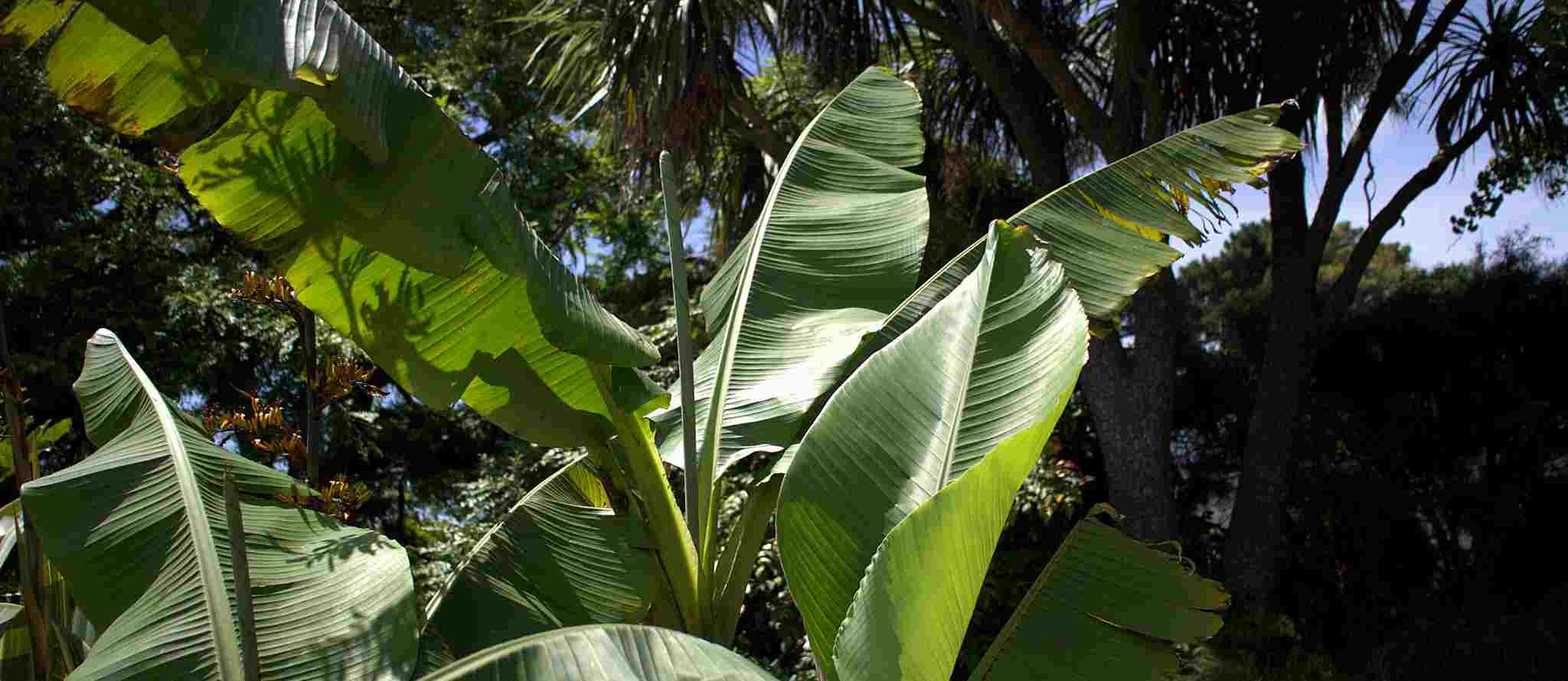 Que bananeira plantar consoante a sua região?