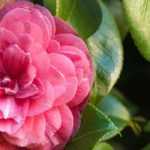 7 camélias clássicas de flores cor-de-rosa