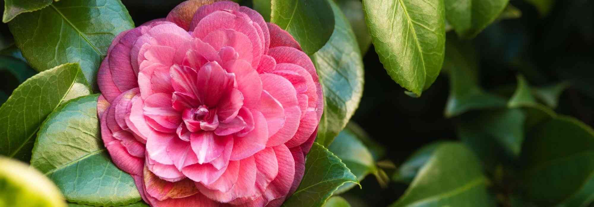 7 camélias clássicas de flores cor-de-rosa